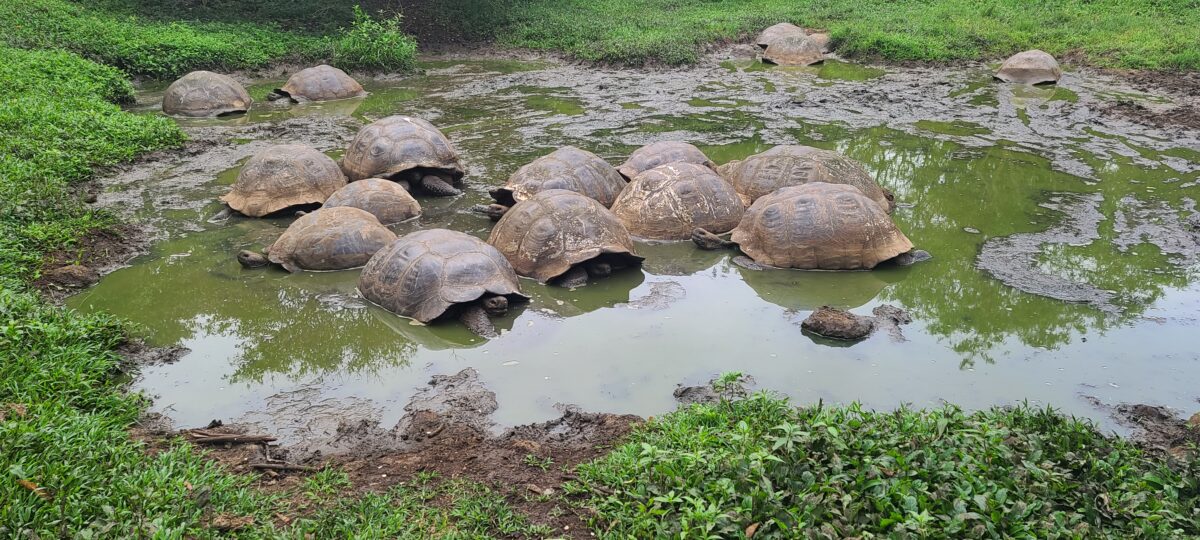 Maybe not the end of the year, maybe the end of the year, who can tell? This title is long.  Suck my whatever.